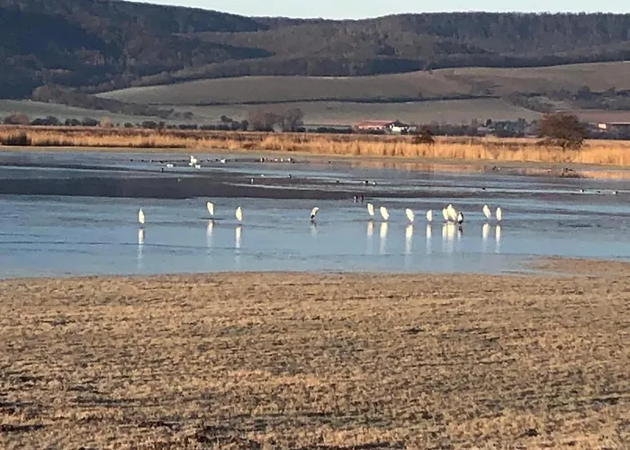 Unterm Schiefen Turm *